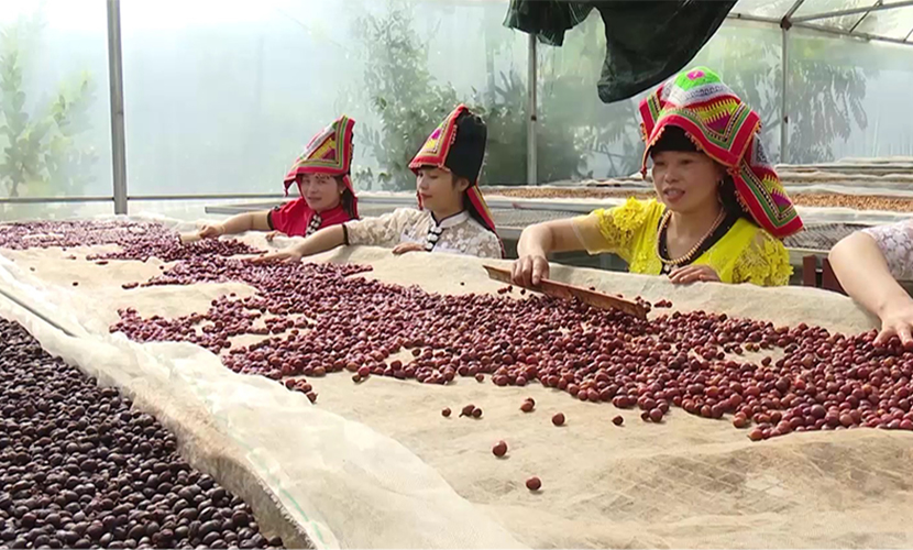 Processing-son-la-coffee