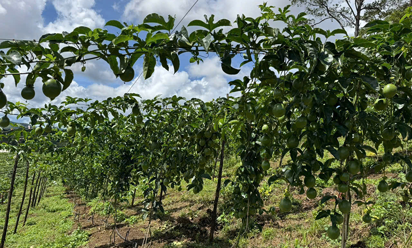 Son La passion fruit farm