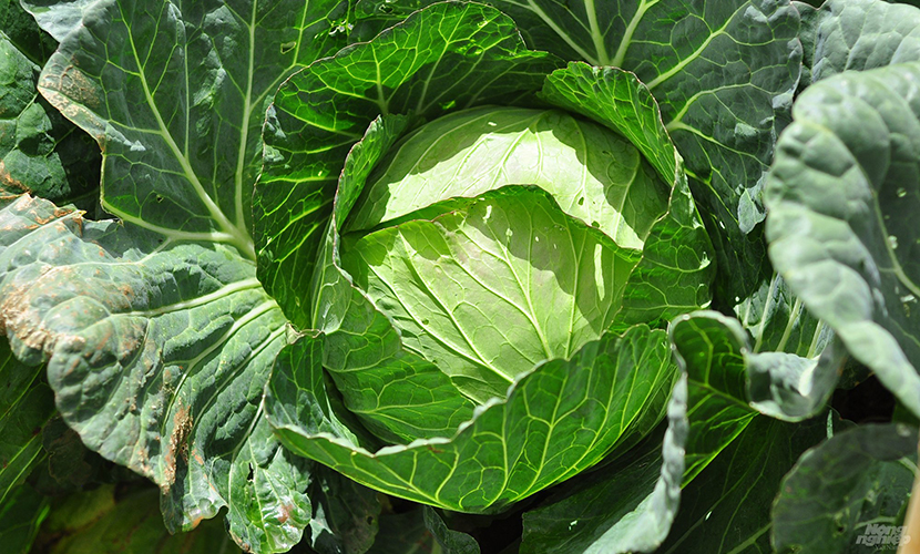 Vietnam's cabbages