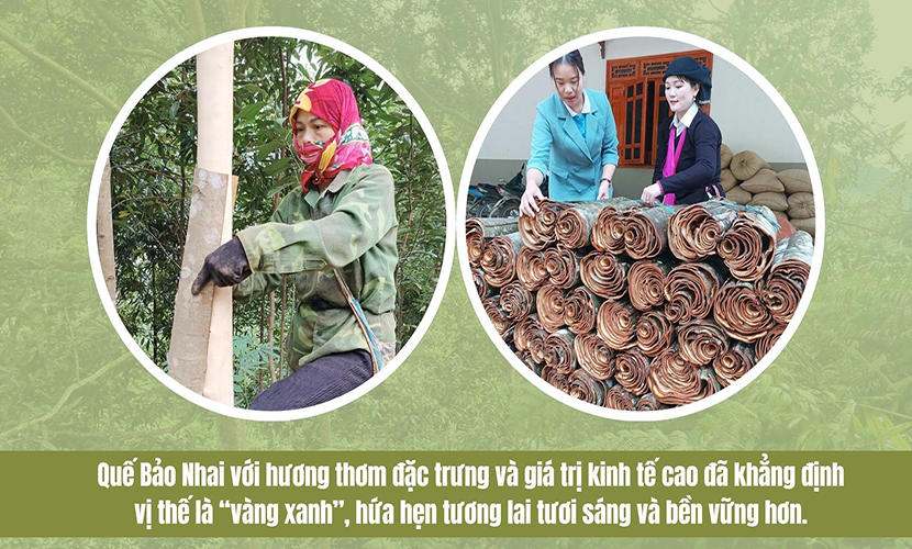 Vietnam's cinnamon barks