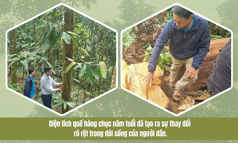 Vietnam's cinnamon trees