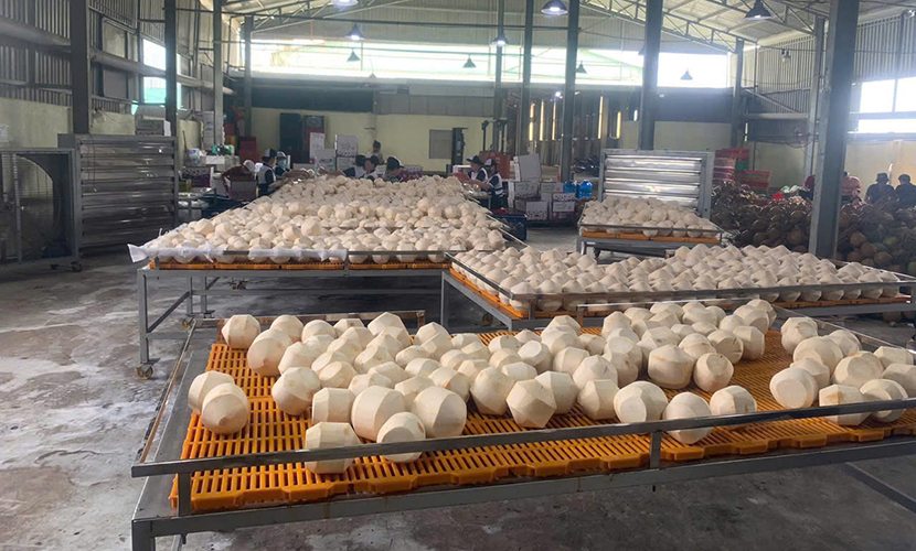 Vietnam's coconut factory