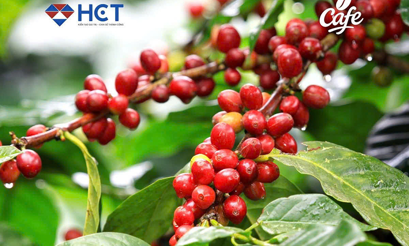 Vietnam's coffee bean