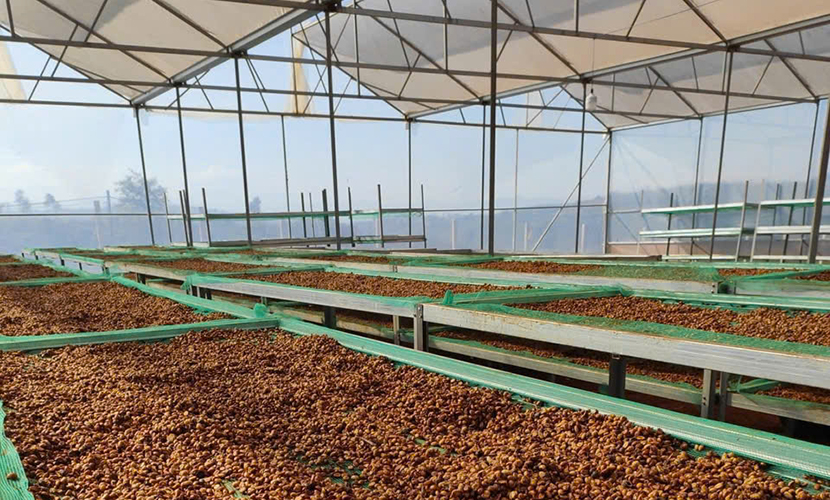 Vietnam's coffee factory