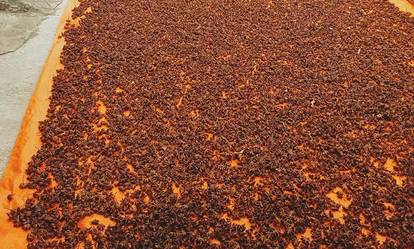 Vietnam's dried star anise