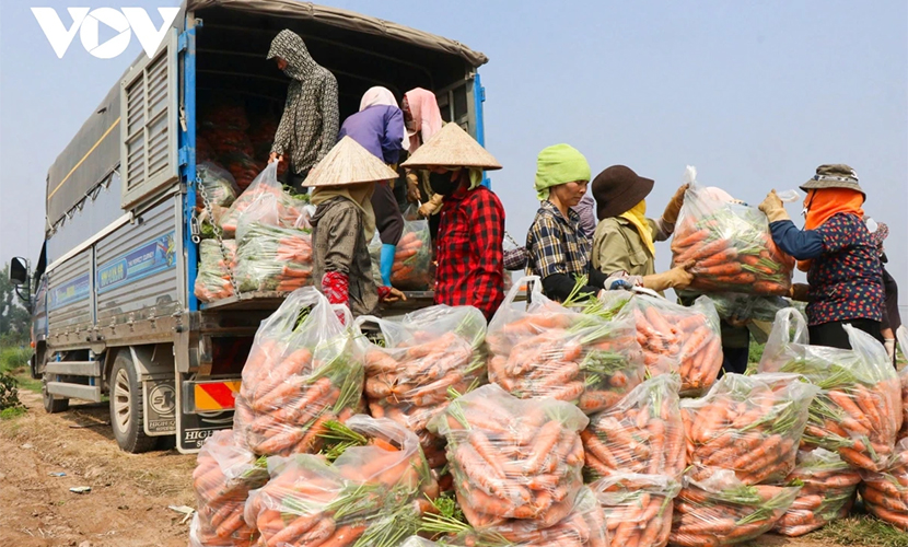 Vietnam's fresh carrots