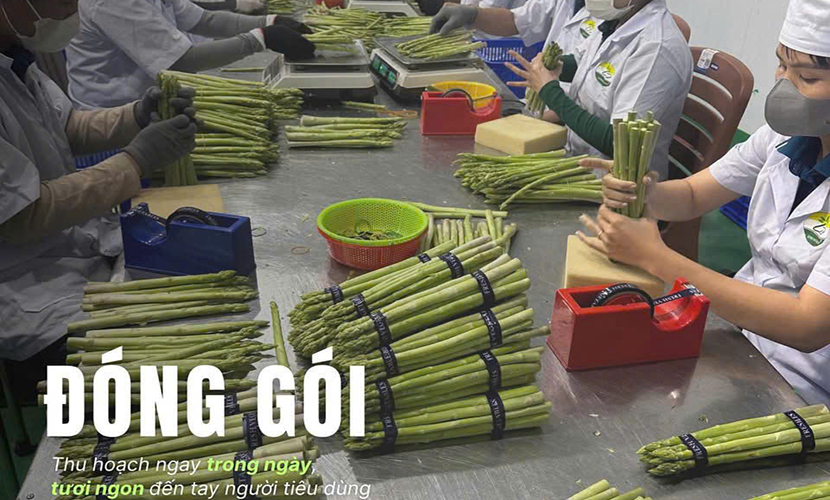Vietnam's green asparagus factory