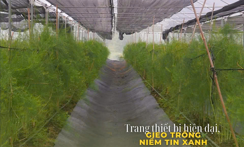 Vietnam's green asparagus farm