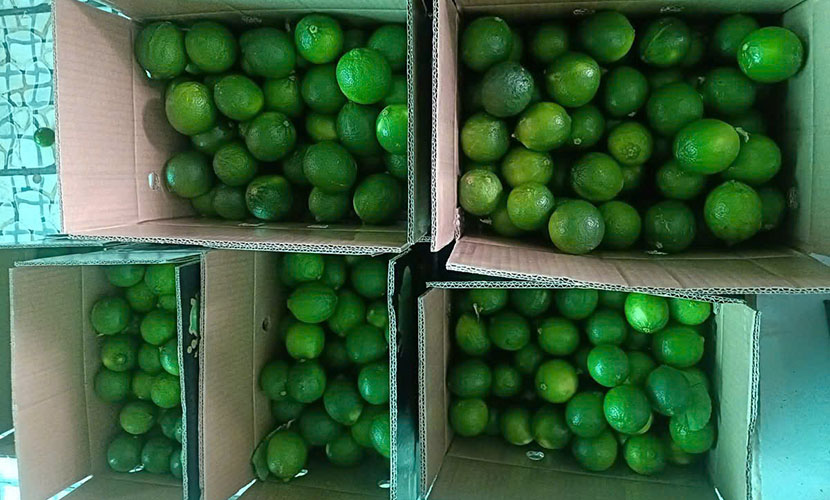 Vietnam's green lime boxes