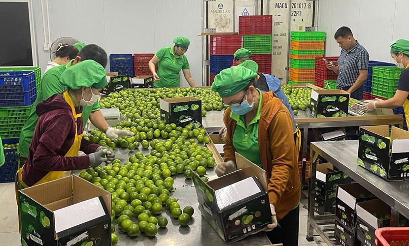 Vietnam's green lime factory