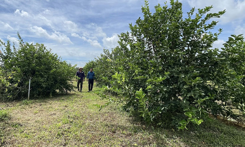 Vietnam's green limee farm