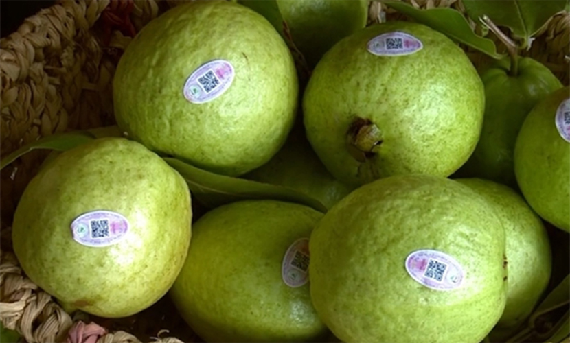 Vietnam's guava