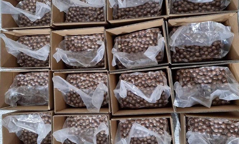 Vietnam's macadamia exports