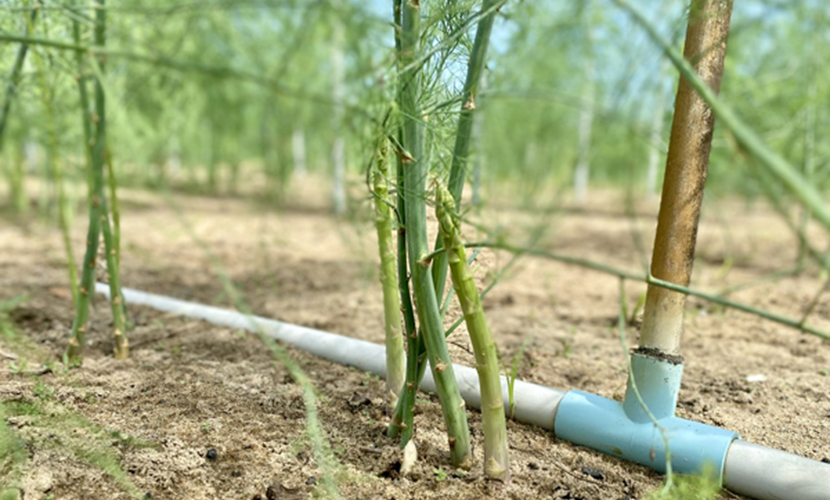 Vietnamese asparagus farm