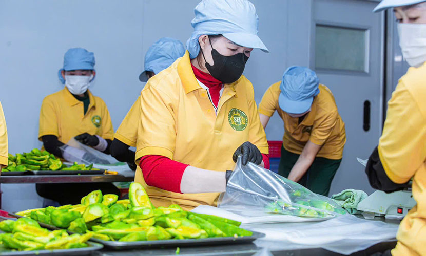 Vietnamese avocado factory