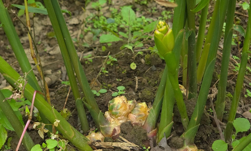 Vietnamese buffalo ginger