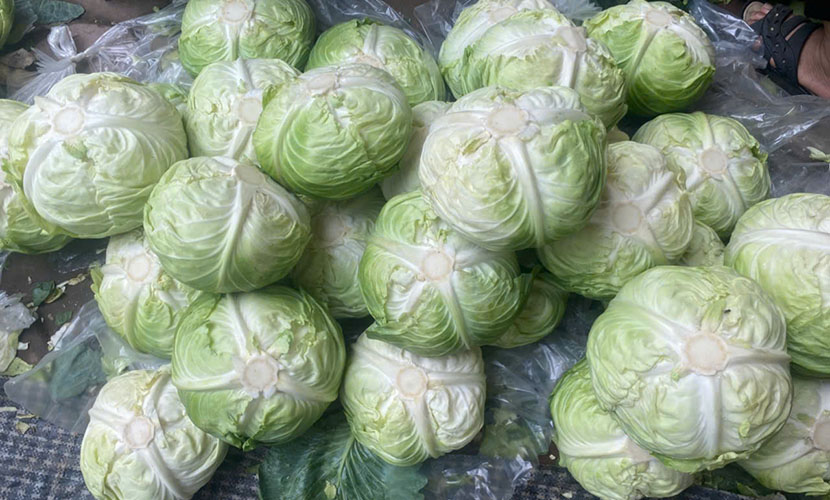 Vietnamese cabbage for export