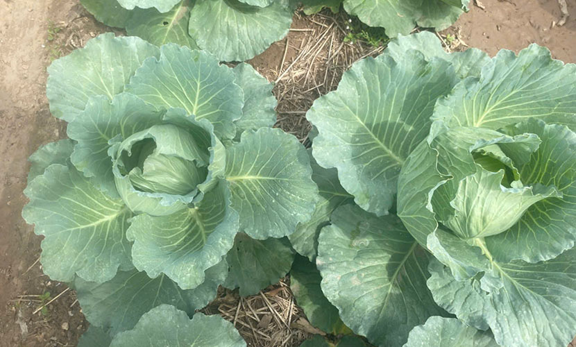 Vietnamese cabbage trees in Van Duc commune