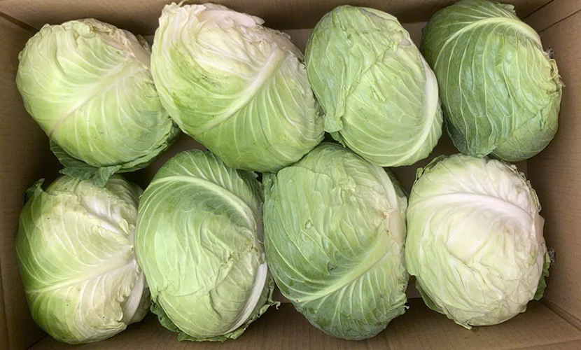 Vietnamese cabbages for export