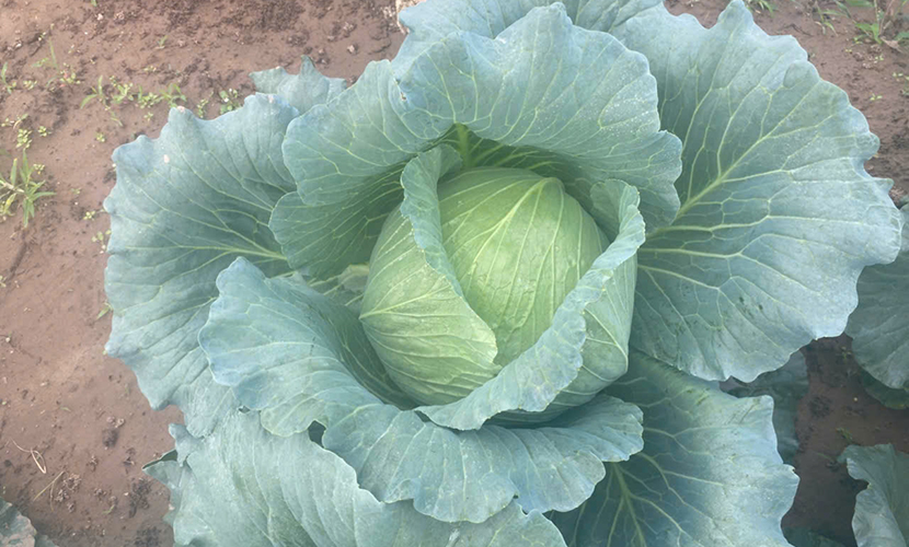 Vietnamese cabbages