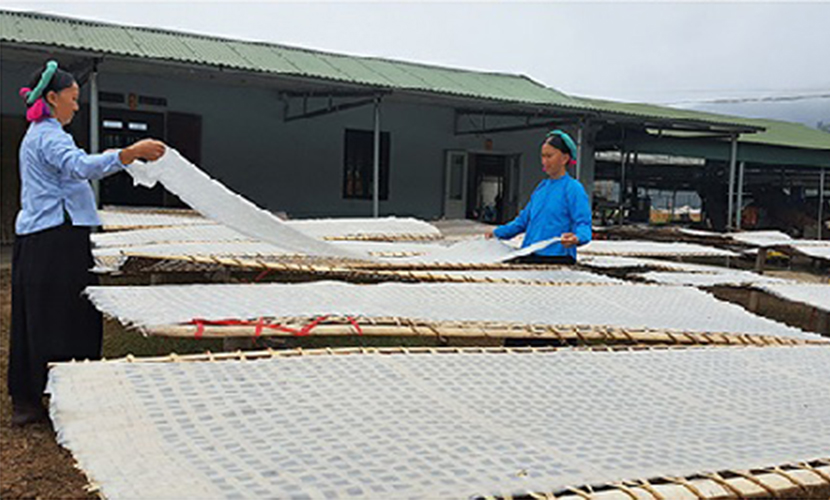 Vietnamese canna vermicelli facility