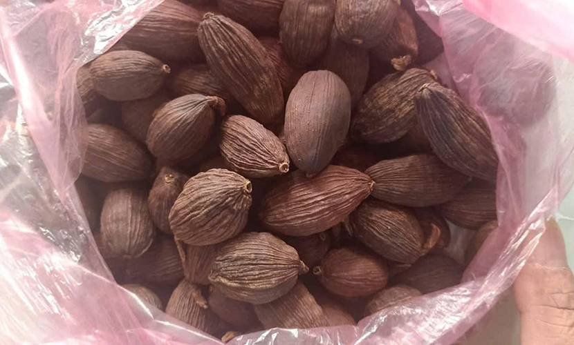 Vietnamese cardamom