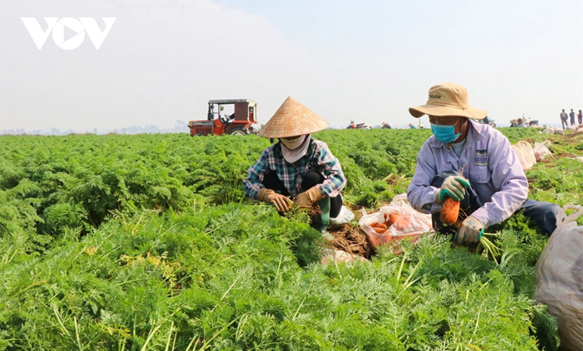 Vietnamese carrot farm