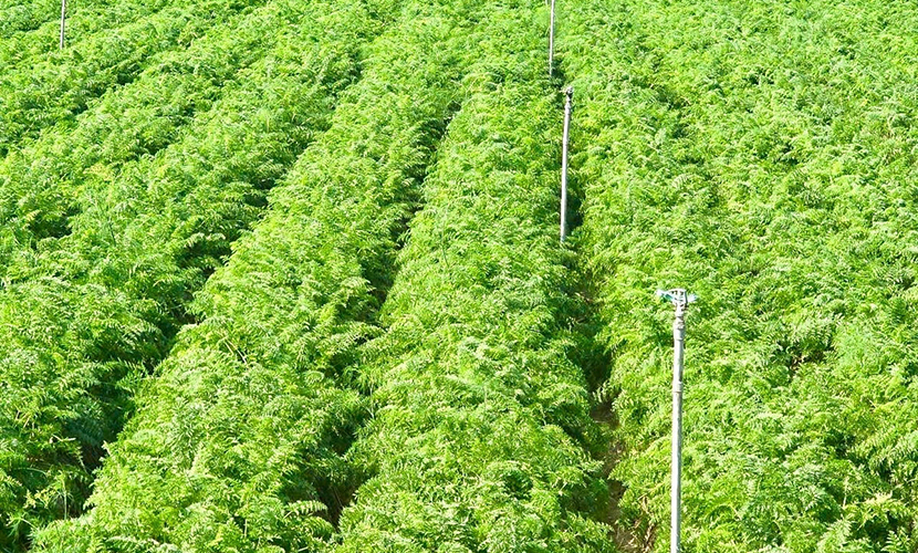 Vietnamese carrot farms