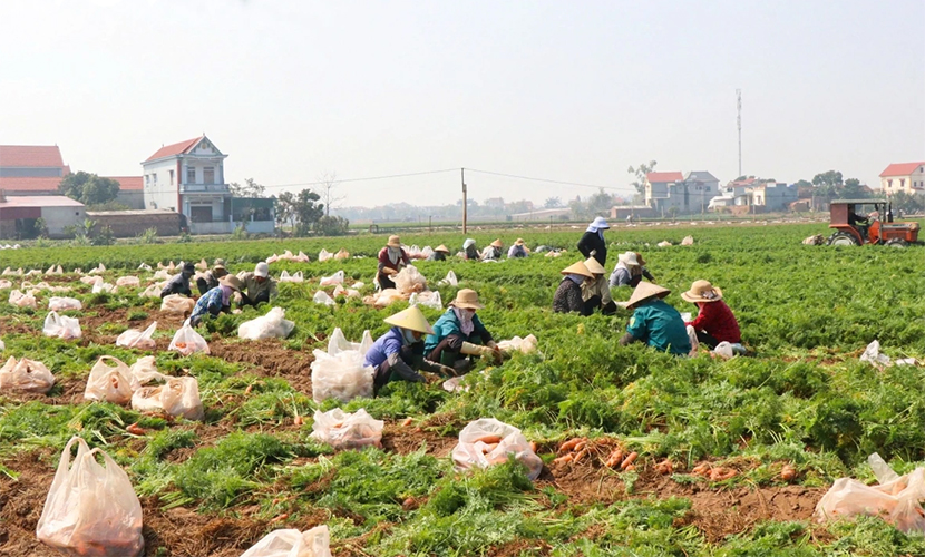 Vietnamese carrot harvesting process
