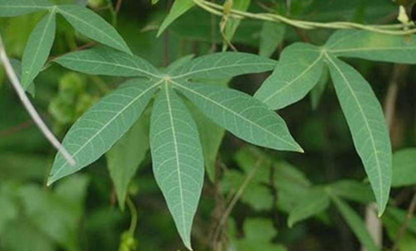 Vietnamese cassava leaves