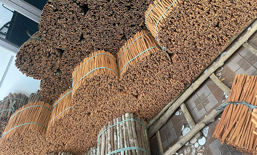 Cassia sticks - famous spices from Vietnam