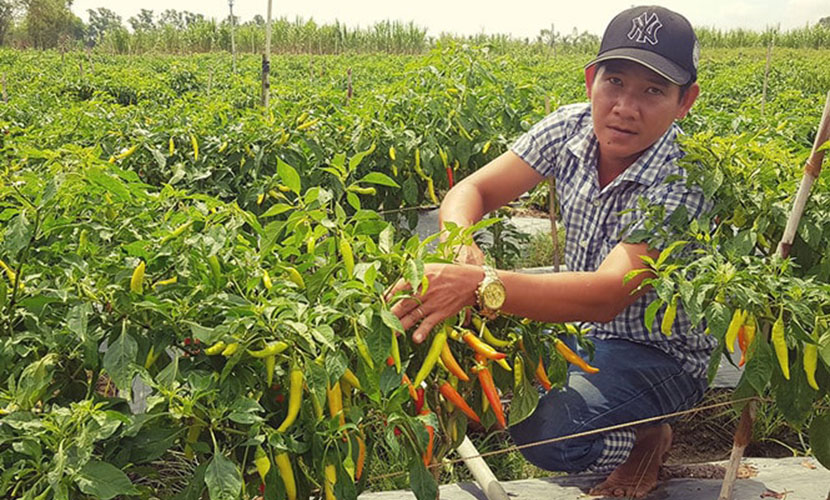 Vietnamese chili farm