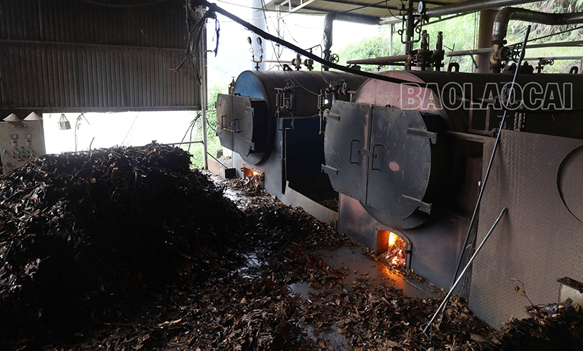 Vietnamese cinnamon essential oil factory