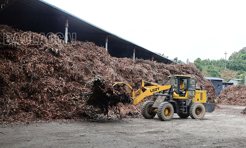 Vietnamese cinnamon essential oil materials