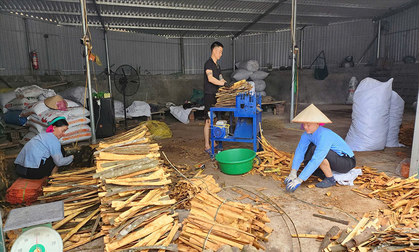 Vietnamese cinnamon factory