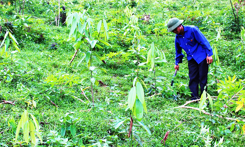 Vietnamese cinnamon trees