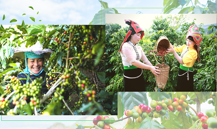 Vietnamese coffee trees
