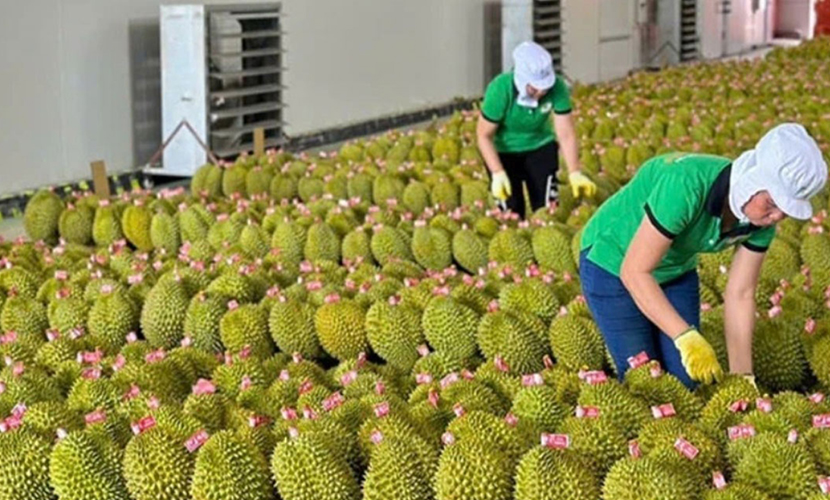 Vietnamese durian - One of the key fruit exports from Vietnam