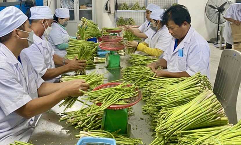 Vietnamese fresh asparagus