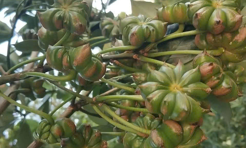 Vietnamese fresh star anise