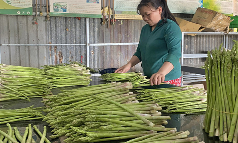 Vietnamese green asparagus