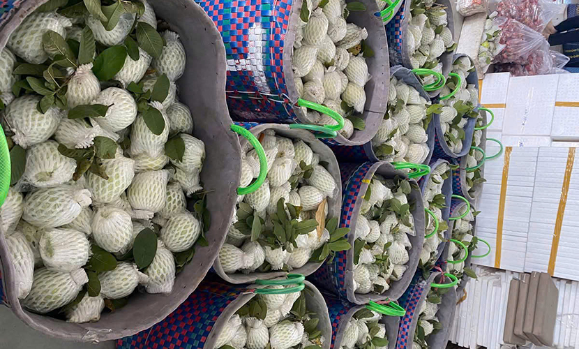 Vietnamese guava for export