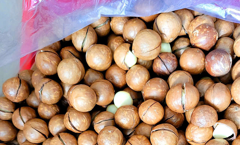 Vietnamese macadamia box