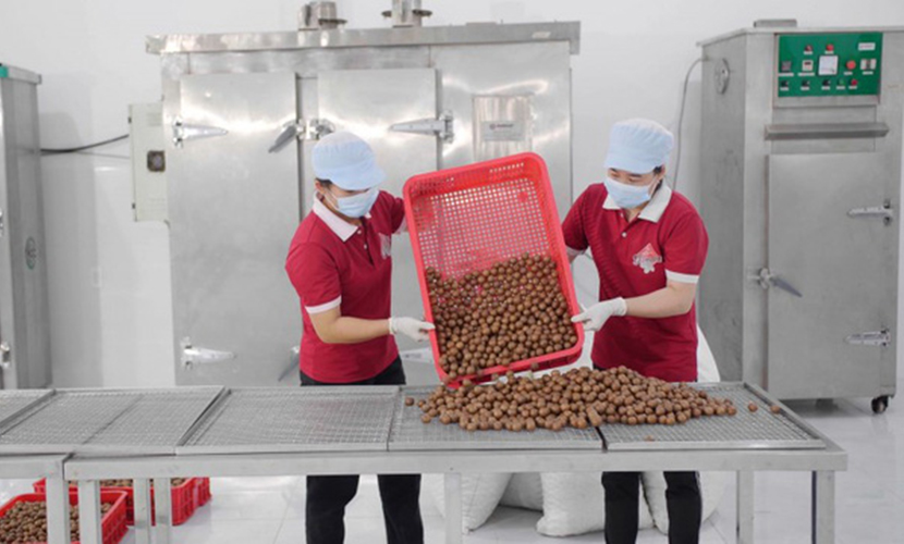 Vietnamese macadamia factory