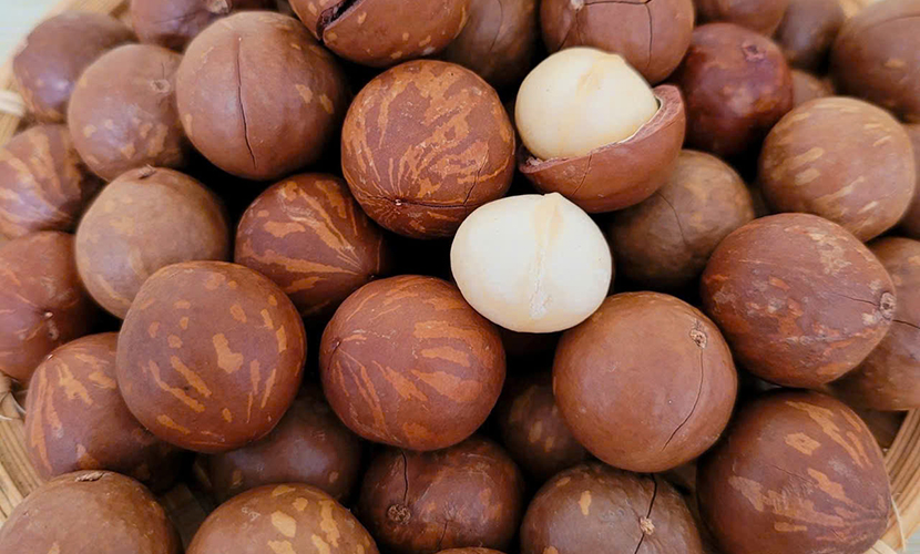 Vietnamese macadamia kernels