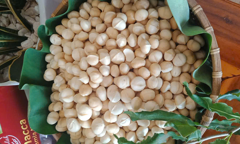 Vietnamese macadamia without skin