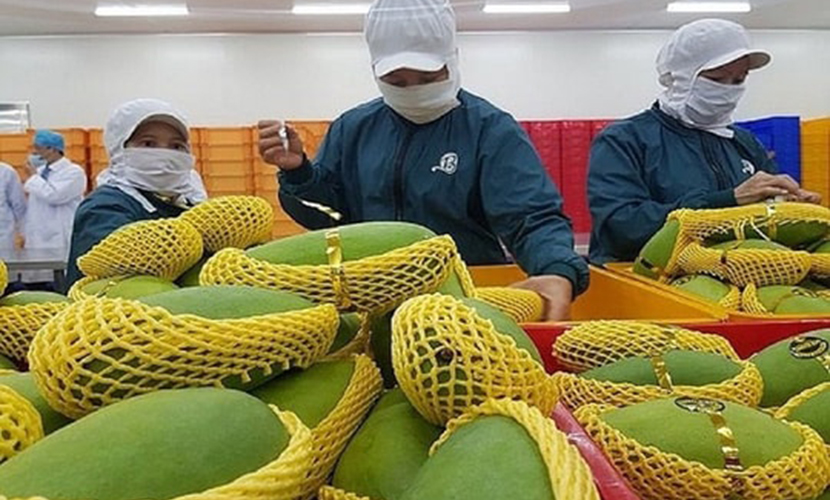 Vietnamese mango - One of the key fruit exports of Vietnam