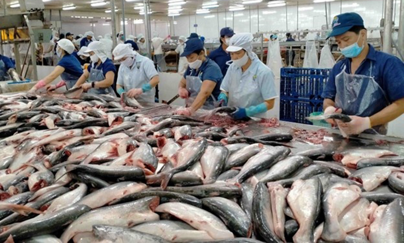 Pangasius (tra fish) - one of the key Vietnamese seafood exports
