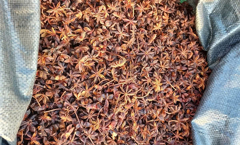 Vietnamese star aniseed