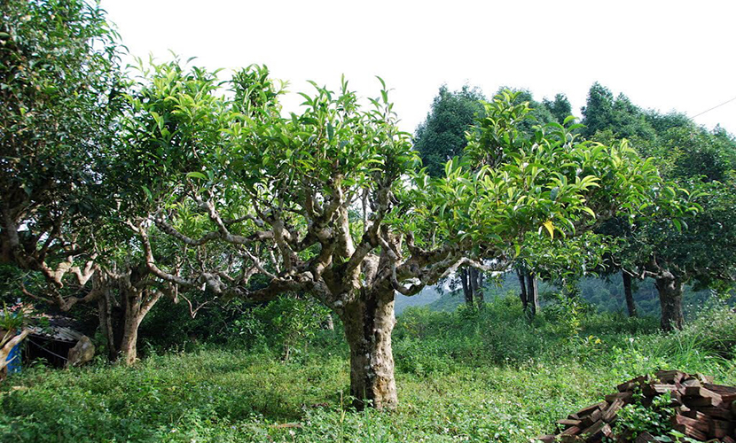 Vietnamese tea trees